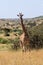 Masai giraffe swishing tail and facing camera