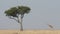 Masai giraffe and tree