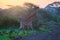 Masai giraffe walking against rays of rising sun. Vibrant colors of  an African landscape at the foot of Kilimanjaro, Amboseli