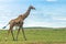 Masai giraffe are walking on the great green plains of masai mara.