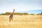 Masai Giraffe Walking in Kenya Africa