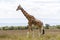 Masai giraffe walking in Maasai Mara National Reserve