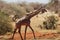 Masai Giraffe walking in the savannah