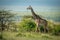 Masai giraffe walks past bushes in sunshine