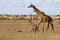 Masai giraffe with young, Masai Mara, Kenya