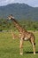 Masai giraffes, Arusha NP, Tanzania