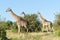 Masai giraffes, Giraffa Camelopardalis Tippelskirchii, Maasai Mara National Reserve, Kenya