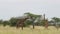 Masai Giraffes grazing in the thicket