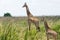 Masai giraffes from Nairobi national park in Kenya, Africa.