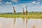 Masai Giraffes Reflected