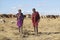 Masai herdsman minding his cattle near Nairobi National Park in Kenya, Africa