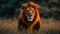 Masai lion, a Felidae carnivore, standing in tall grass, staring at the camera