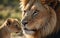 Masai lion and lioness cub with whiskers and fawn in grass