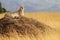 Masai Mara Cheetah