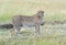 Masai Mara Cheetahs