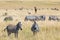 Masai Mara, Kenya, safari scene with grazing zebra, Topi, and Thomsons gazelle in landscape with tall grass