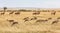 Masai Mara, Kenya, safari scene with herds of Thomsons Gazelle grazing on tall grass in foreground and Coke`s Hartebeest in backgr