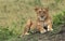 Masai-Mara Lion