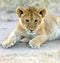 Masai Mara Lions