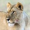 Masai Mara Lions