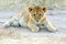 Masai Mara Lions
