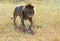 Masai Mara Lions