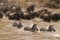 Masai Mara river crossing