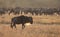 Masai Mara safari scene with single wildebeest in foreground and herd in background at sunrise during wildebeest migration