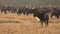 Masai Mara safari scene with single wildebeest in foreground and herd in background at sunrise during wildebeest migration