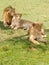 Masai Mara Savannah Lions