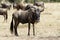Masai Mara Wildebeest