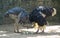 Masai Ostrich couple looking after their ostrich eggs.Large male and female ostrich . Common ostrich, Struthio camelus, big bird