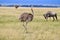 Masai Ostriches and a blue wildebeest in the wild grass field on a sunny day