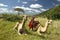 Masai in red robe and Camels and Acacia tree at Lewa Conservancy, Kenya, Africa