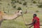 Masai in red robe and Camels at Lewa Conservancy, Kenya, Africa
