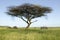 Masai safari guides in Landcruiser vehicle under an acacia tree at the Lewa Wildlife Conservancy, North Kenya, Africa