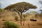 Masai Shepherd in Amboseli