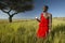 Masai Warrior near Acacia Tree listening to music on iPod by Apple in red surveying landscape of Lewa Conservancy, Kenya Africa