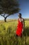 Masai Warrior in red standing near Acacia tree and surveying landscape of Lewa Conservancy, Kenya Africa