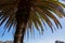 Masca - Exotic palm tree in the remote mountain village Masca, Teno mountain massif, Tenerife