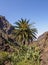 Masca Gorge on Tenerife Island