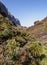 Masca Gorge on Tenerife Island