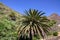 Masca - Palm trees in the remote mountain village Masca, Teno mountain massif, Tenerife