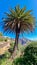 Masca - Palm trees in the remote mountain village Masca, Teno mountain massif, Tenerife