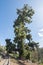 Masca village in Tenerife, Canary islands, SpainTallest pine tree Pino Gordo in Tenerife, Canary islands, Spain