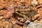 Mascarene grass frog, Ptychadena mascareniensis, Tsingy de Bemaraha, Madagascar wildlife