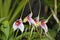 Masdevallia Orchid Hybrid