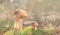 Mashroom in forest, Boletus edulis family