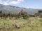 Masi Giraffe Grazing on Acacia Trees in the Ngorongoro Highlands, Tanzania