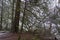 A mask created by artist Ernie Eaves is attached to a tree on the spirit trail in Harrison Hot Springs